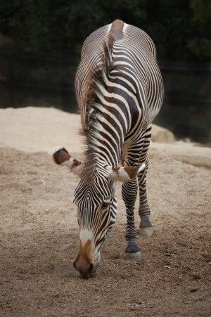 Zebra 1_00024